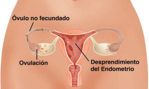 Menstruación